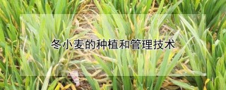 冬小麦的种植和管理技术,第1图