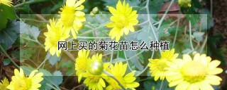 网上买的菊花苗怎么种植,第1图