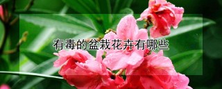 有毒的盆栽花卉有哪些,第1图