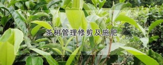 茶树管理修剪及施肥,第1图