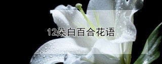 12朵白百合花语,第1图