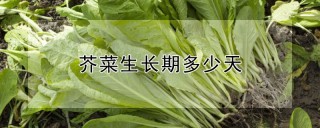 芥菜生长期多少天,第1图