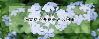 蓝雪花不开花是怎么回事,第1图