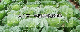 大白菜一年四季都能种吗,第1图