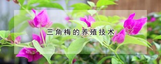 三角梅的养殖技术,第1图