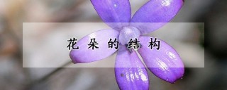 花朵的结构,第1图