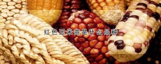 红色玉米苗是什么品种,第1图