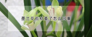 墨兰花苞枯萎了怎么回事,第1图