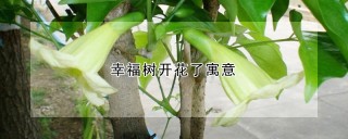 幸福树开花了寓意,第1图