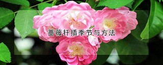 蔷薇扦插季节与方法,第1图