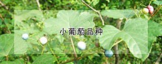 小葡萄品种,第1图