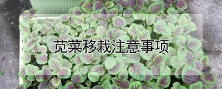 苋菜移栽注意事项,第1图