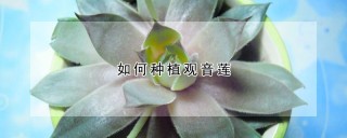 如何种植观音莲,第1图