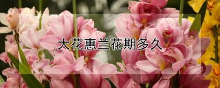 大花惠兰花期多久,第1图