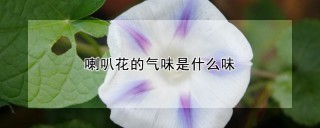 喇叭花的气味是什么味,第1图