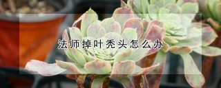 法师掉叶秃头怎么办,第1图