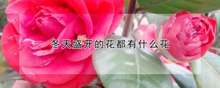 冬天盛开的花都有什么花,第1图