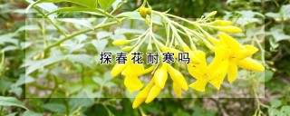 探春花耐寒吗,第1图