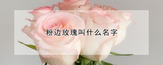 粉边玫瑰叫什么名字,第1图