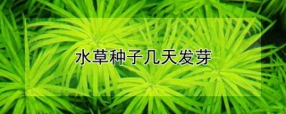 水草种子几天发芽,第1图