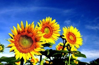 太阳花是不是向日葵，不是/而是一种极具观赏性的植物,第5图