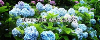 绣球花有毒吗 适合在室内养吗,第1图