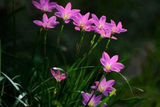 风雨兰开花有毒吗,第3图