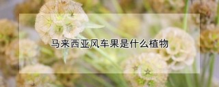 马来西亚风车果是什么植物,第1图