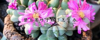 碧玉莲叶子枯了怎么办,第1图