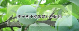 李子树不结果是什么原因,第1图