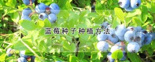 蓝莓种子种植方法,第1图