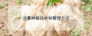 凉薯种植技术和管理方法,第1图