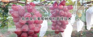 妮娜皇后葡萄种植和管理技术,第1图