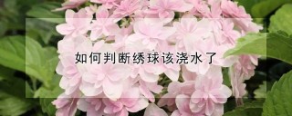 如何判断绣球该浇水了,第1图