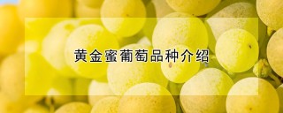 黄金蜜葡萄品种介绍,第1图