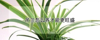 吊兰怎么养才能更旺盛,第1图