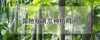 露地秋黄瓜种植时间,第1图