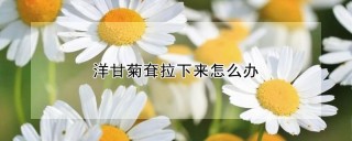 洋甘菊耷拉下来怎么办,第1图