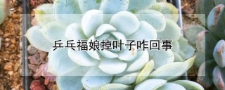 乒乓福娘掉叶子咋回事,第1图