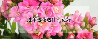 过年送花送什么花好,第1图