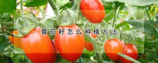番茄籽怎么种植方法,第1图