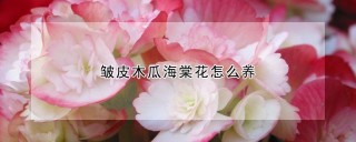 皱皮木瓜海棠花怎么养,第1图