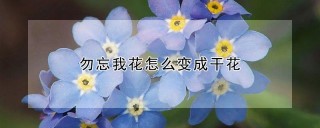 勿忘我花怎么变成干花,第1图