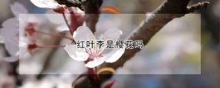 红叶李是樱花吗,第1图