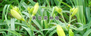 黄花菜种植,第1图