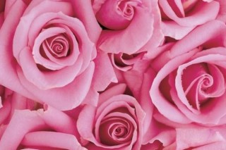 33朵粉玫瑰花语是什么,第3图
