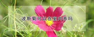 波斯菊可以在室内养吗,第1图