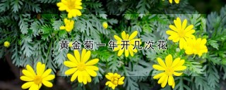 黄金菊一年开几次花,第1图