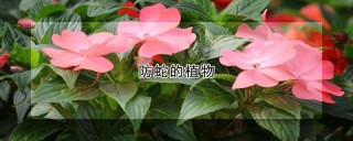 防蛇的植物,第1图