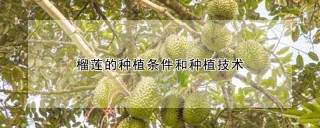 榴莲的种植条件和种植技术,第1图